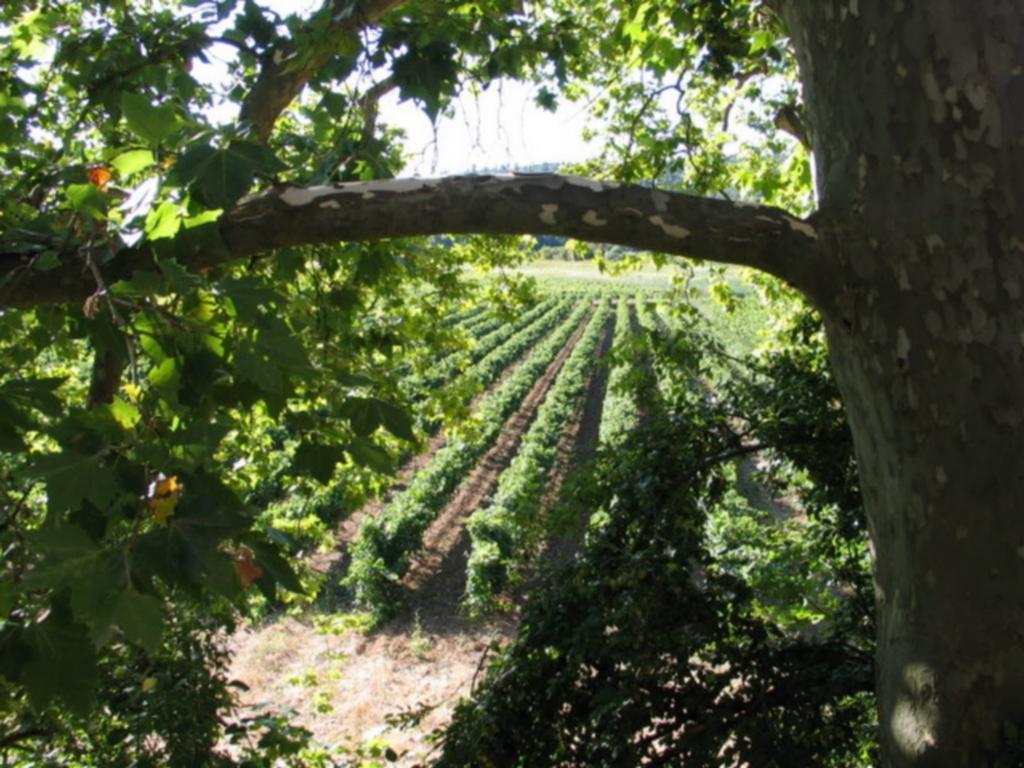 Domaine Saint Dominique Seillons-Source-d'Argens Exterior foto